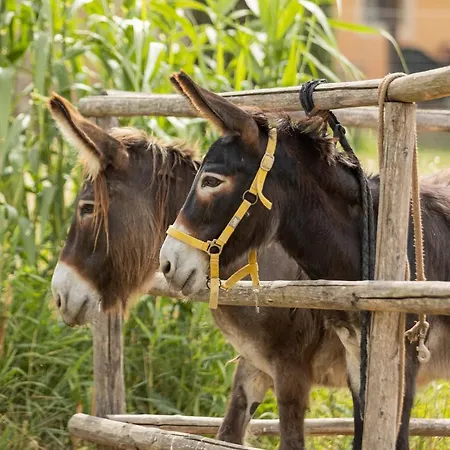 La Valle Della Lavanda - Podere Mezzastrada Vakantieboerderij