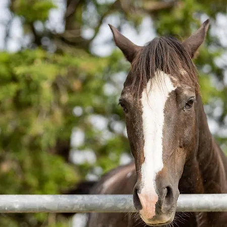 La Valle Della Lavanda - Podere Mezzastrada * Fauglia