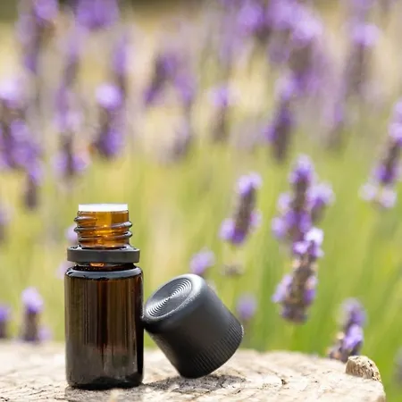 La Valle Della Lavanda - Podere Mezzastrada Fauglia