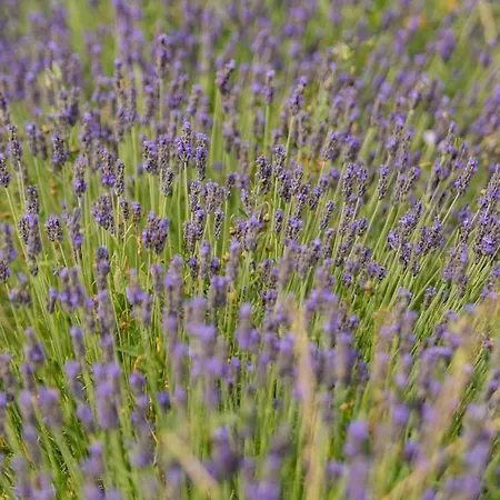 La Valle Della Lavanda - Podere Mezzastrada *