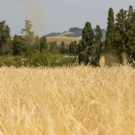 Vakantieboerderij La Valle Della Lavanda - Podere Mezzastrada
