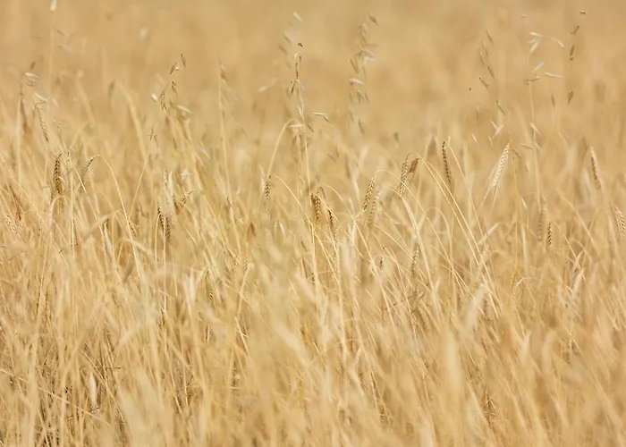 Alojamento de Turismo Rural La Valle Della Lavanda - Podere Mezzastrada *