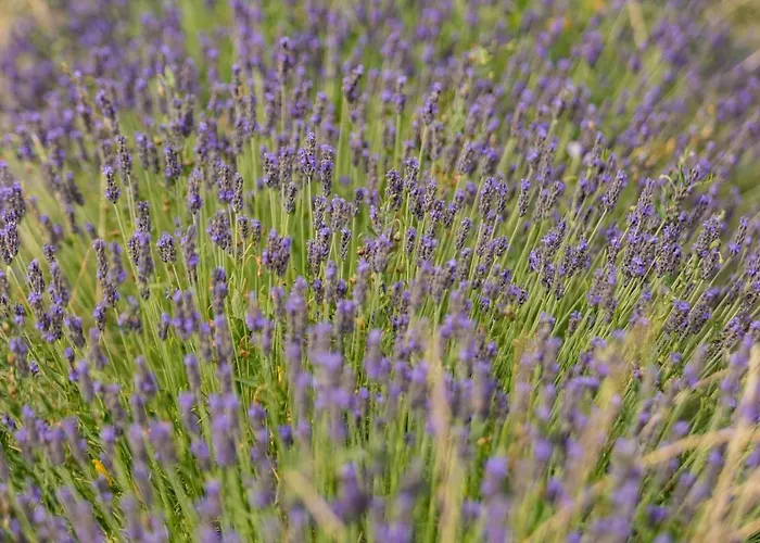La Valle Della Lavanda - Podere Mezzastrada *
